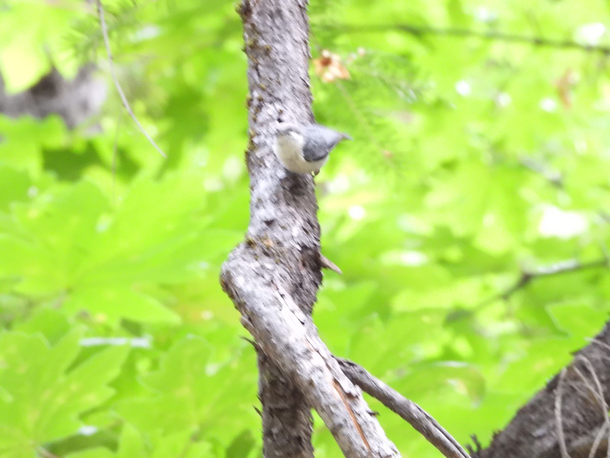 Pygmy Nuthatch - ML644615315