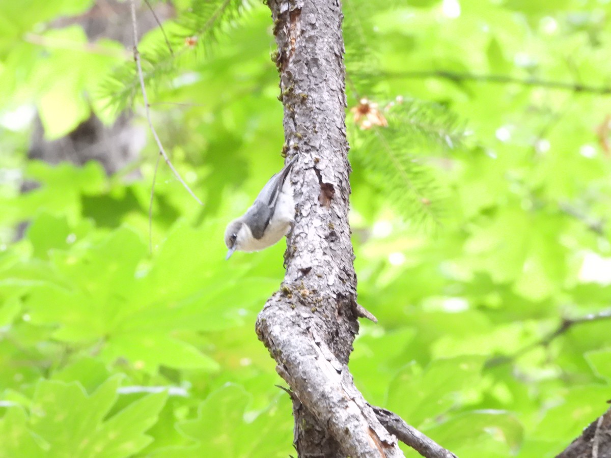 Pygmy Nuthatch - ML644615316