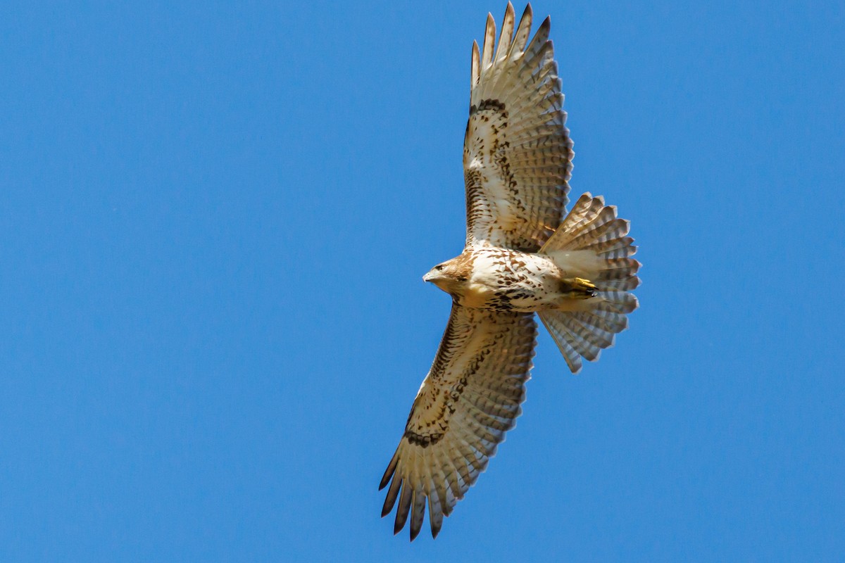 Red-tailed Hawk - ML644615317