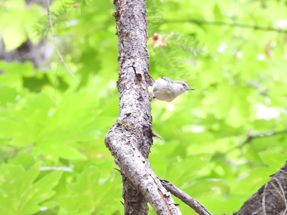 Pygmy Nuthatch - ML644615318