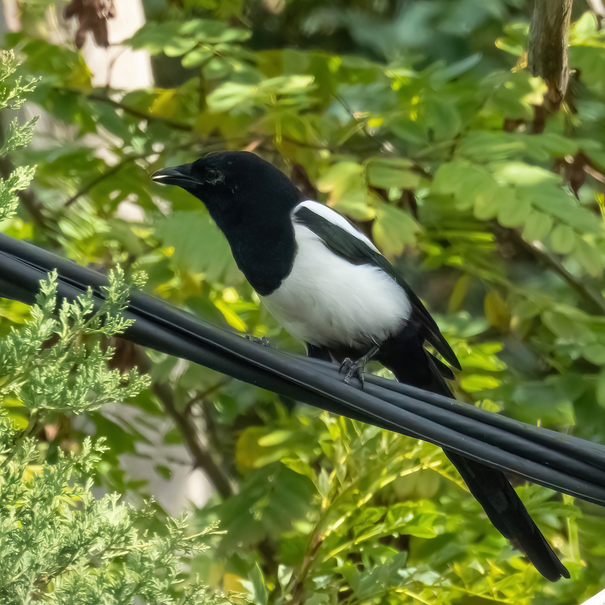 Eurasian Magpie - ML644615325