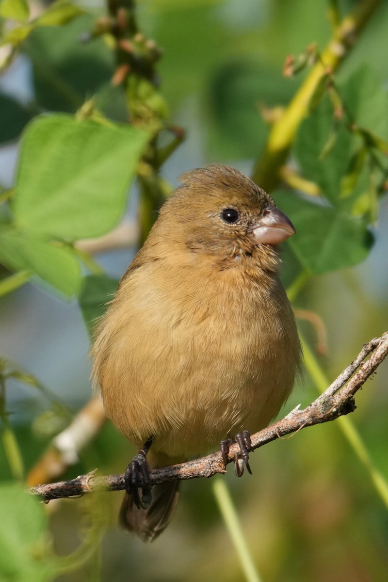 Morelet's Seedeater - ML644615326