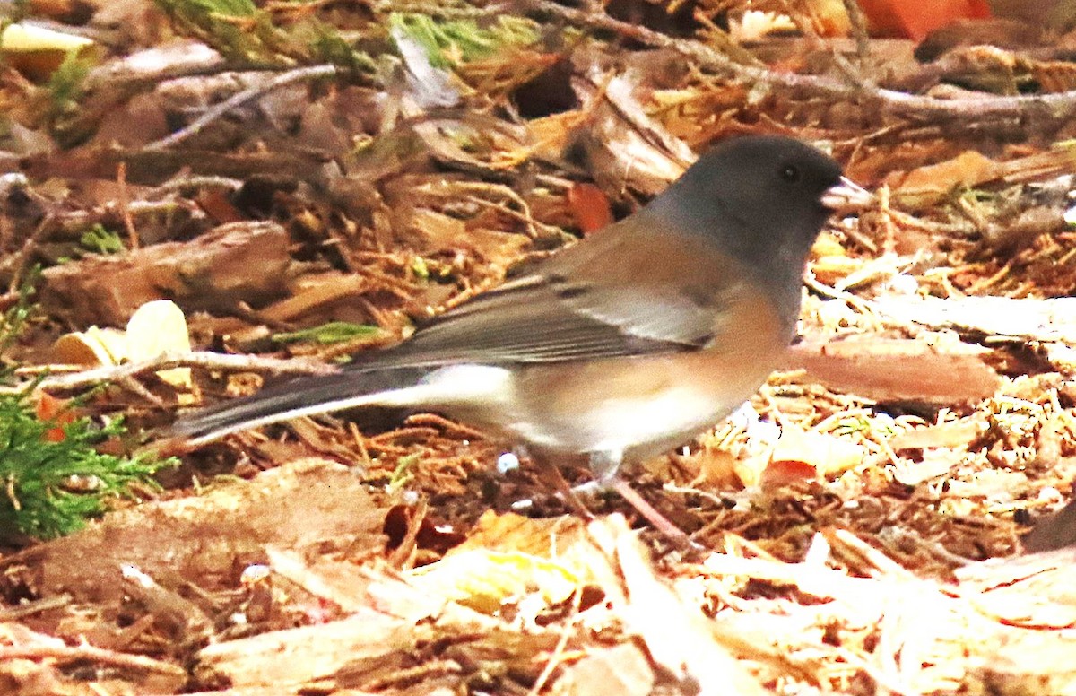 strnadec zimní [skupina oreganus] - ML644615329