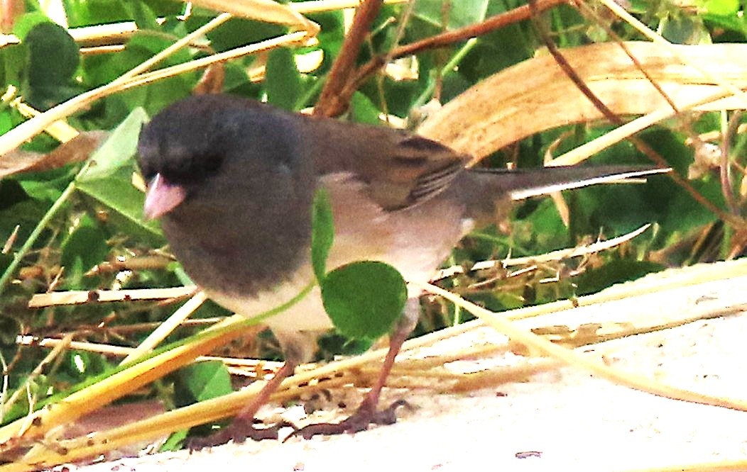 strnadec zimní [skupina oreganus] - ML644615330