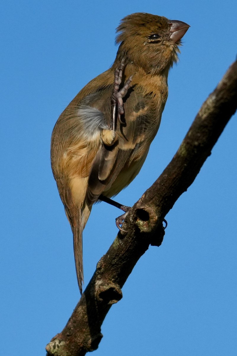 Morelet Tohumculu - ML644615340