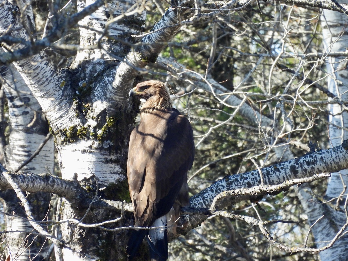 kongeørn - ML644615342