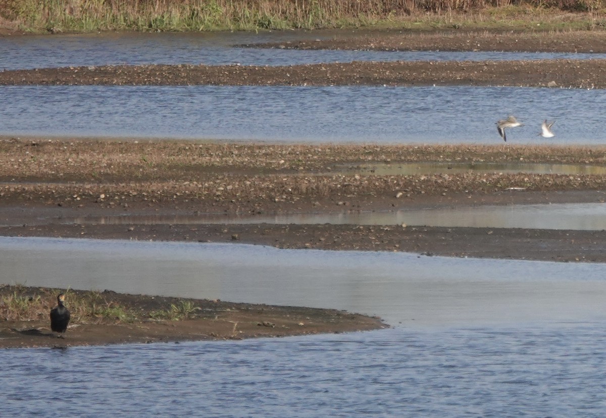 Cormorán Grande - ML644615343