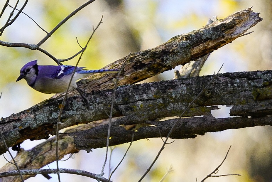 Blue Jay - ML644615346