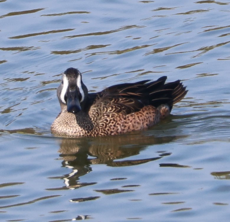 Blauflügelente - ML644615350