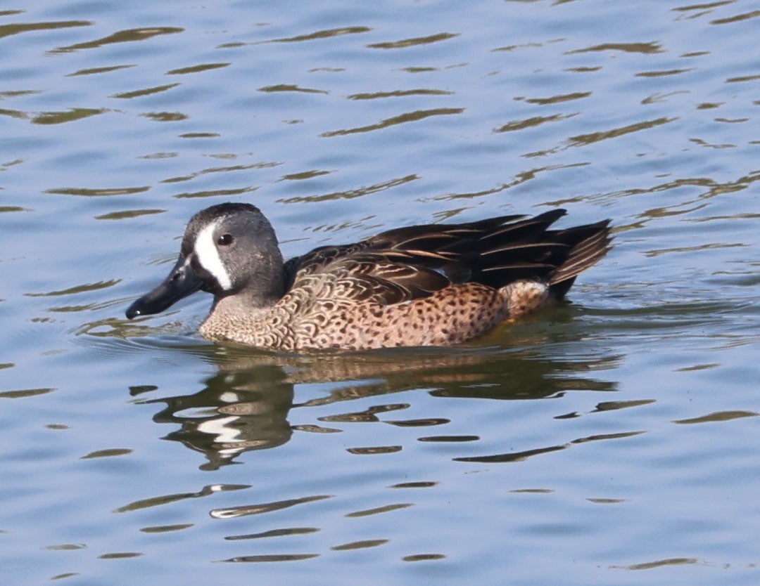 Blauflügelente - ML644615351