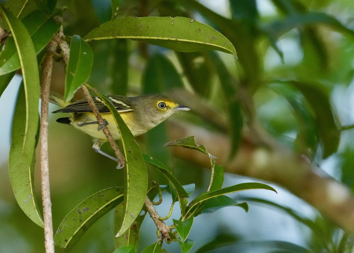 White-eyed Vireo - ML644615352