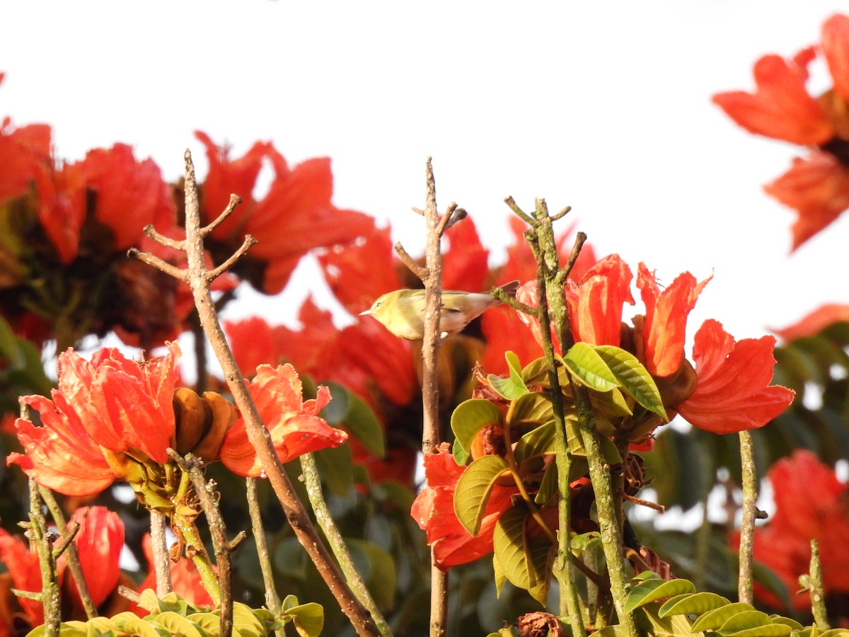 マミジロアメリカムシクイ - ML644615353