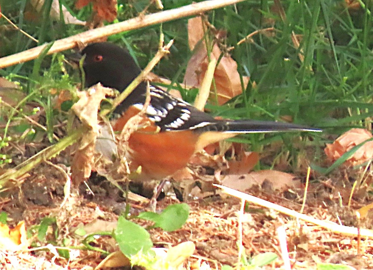 Spotted Towhee - ML644615355