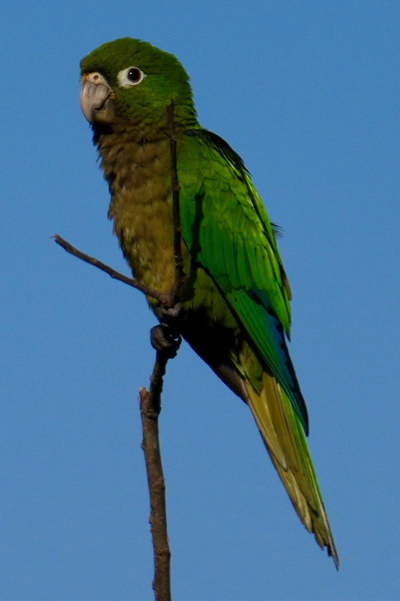 Olive-throated Parakeet - ML644615365