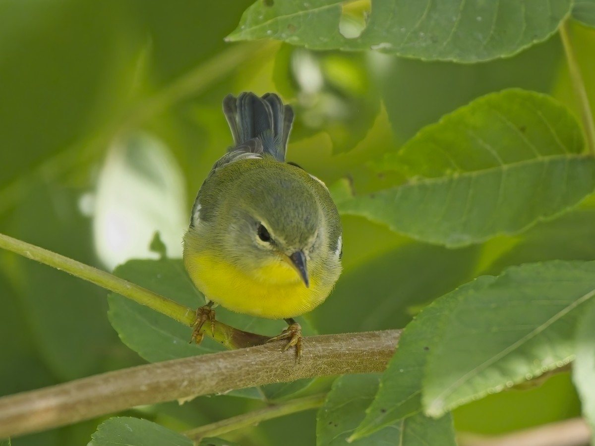 Northern Parula - ML644615366
