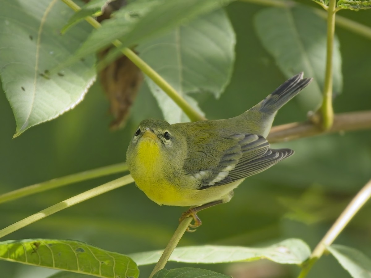 Northern Parula - ML644615367