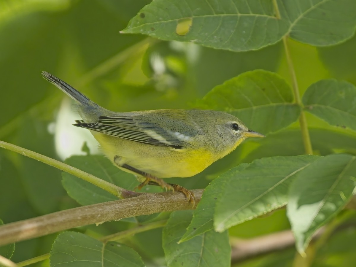 Northern Parula - ML644615368