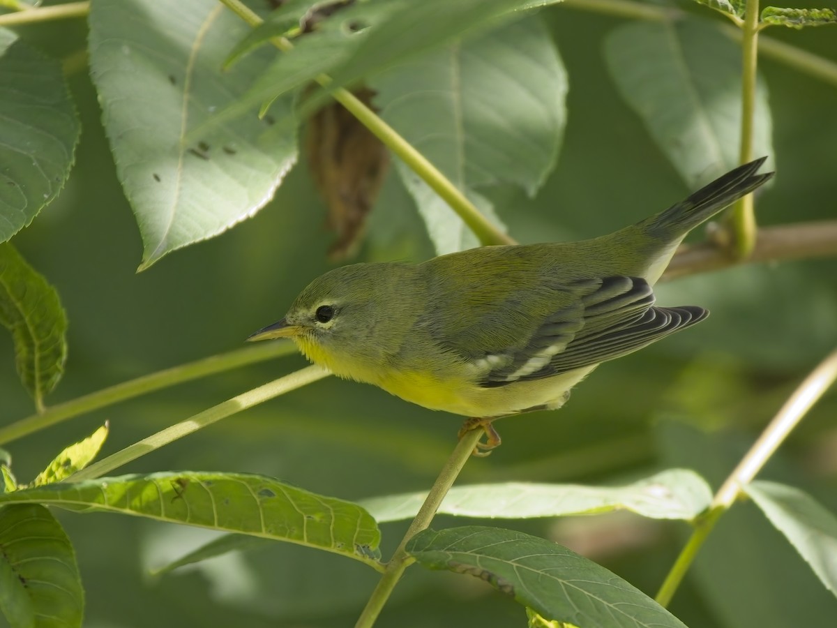 Northern Parula - ML644615369