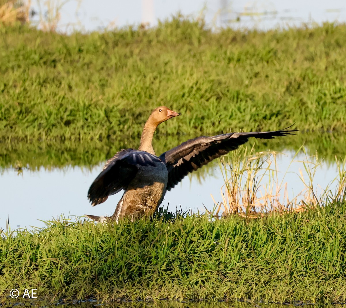 husa běločelá - ML644615383