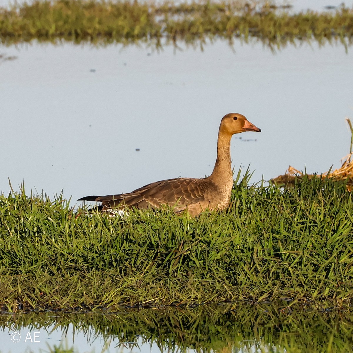 husa běločelá - ML644615384