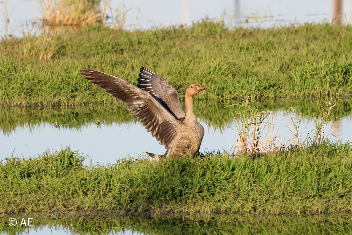 husa běločelá - ML644615385