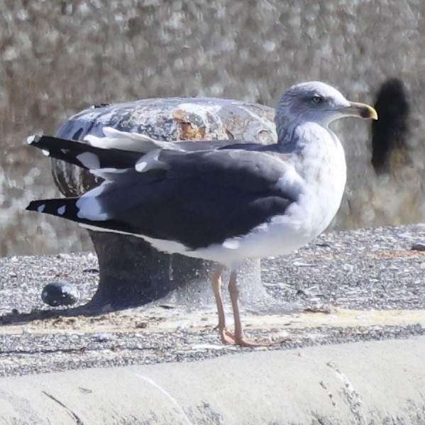 Lesser Black-backed Gull - ML644615396