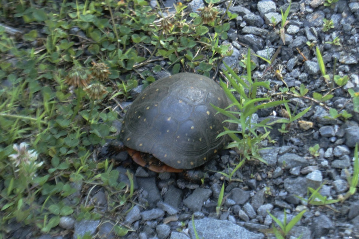 Spotted Turtle - ML644615406