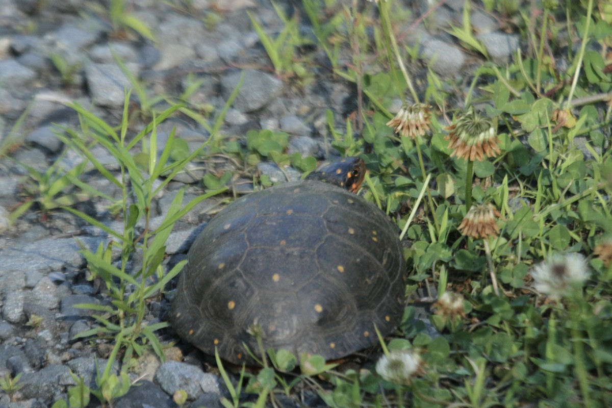 Spotted Turtle - ML644615416