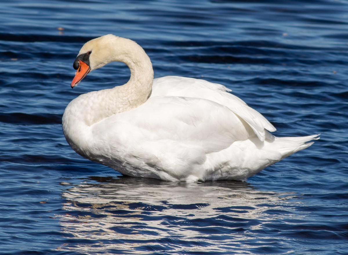 Cygne tuberculé - ML644615421