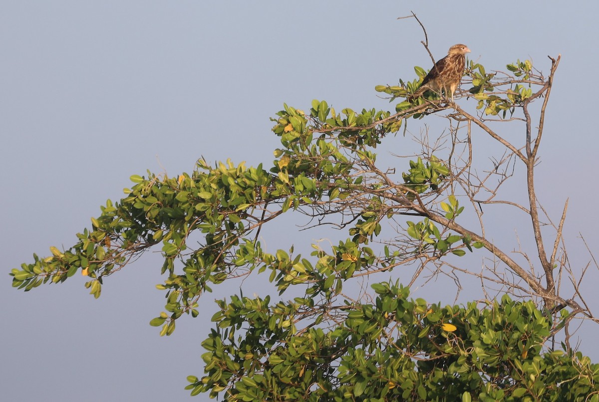 Yellow-headed Caracara - ML644615423