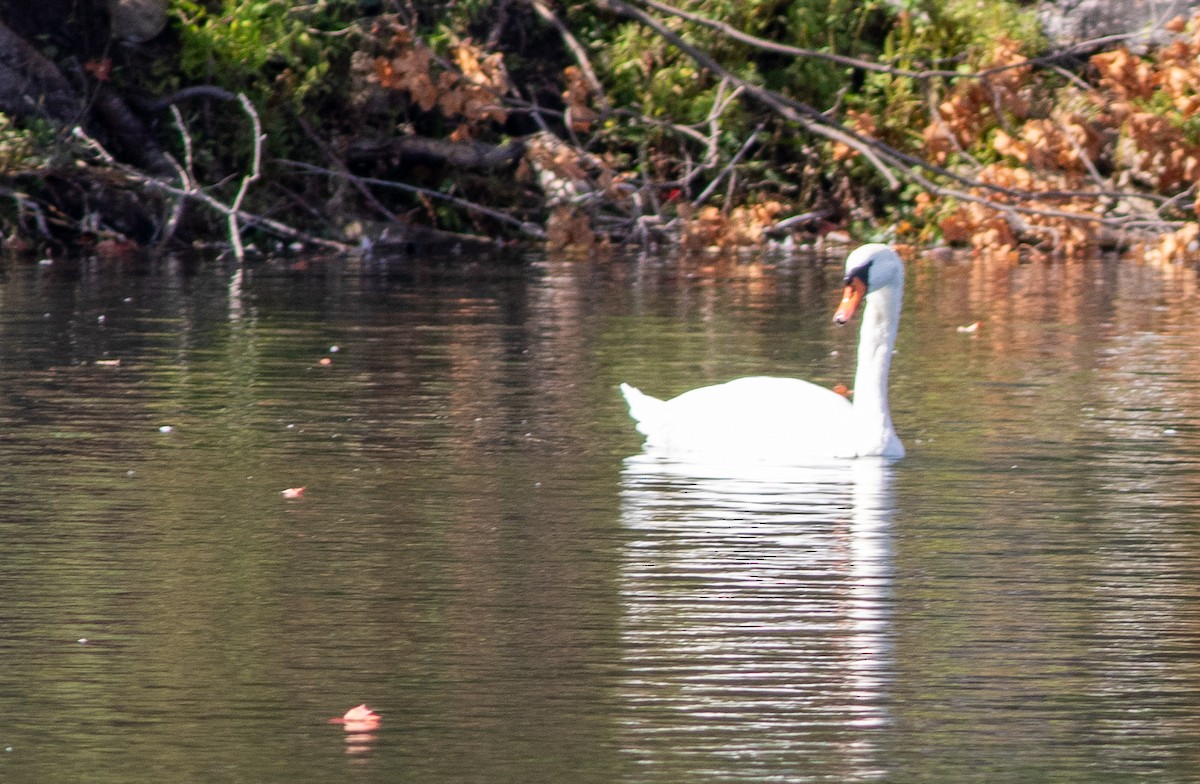 Cygne tuberculé - ML644615436