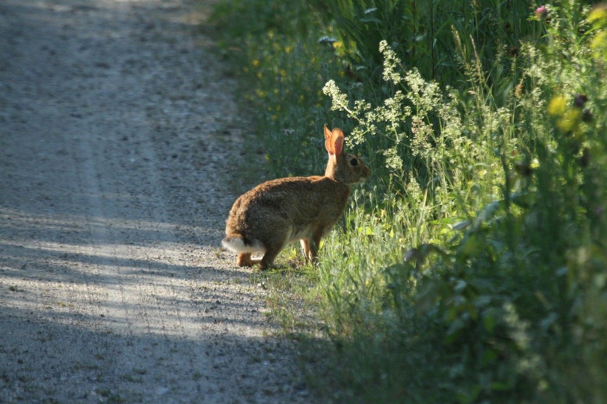 Eastern Cottontail - ML644615439
