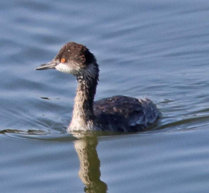 Eared Grebe - ML644615440