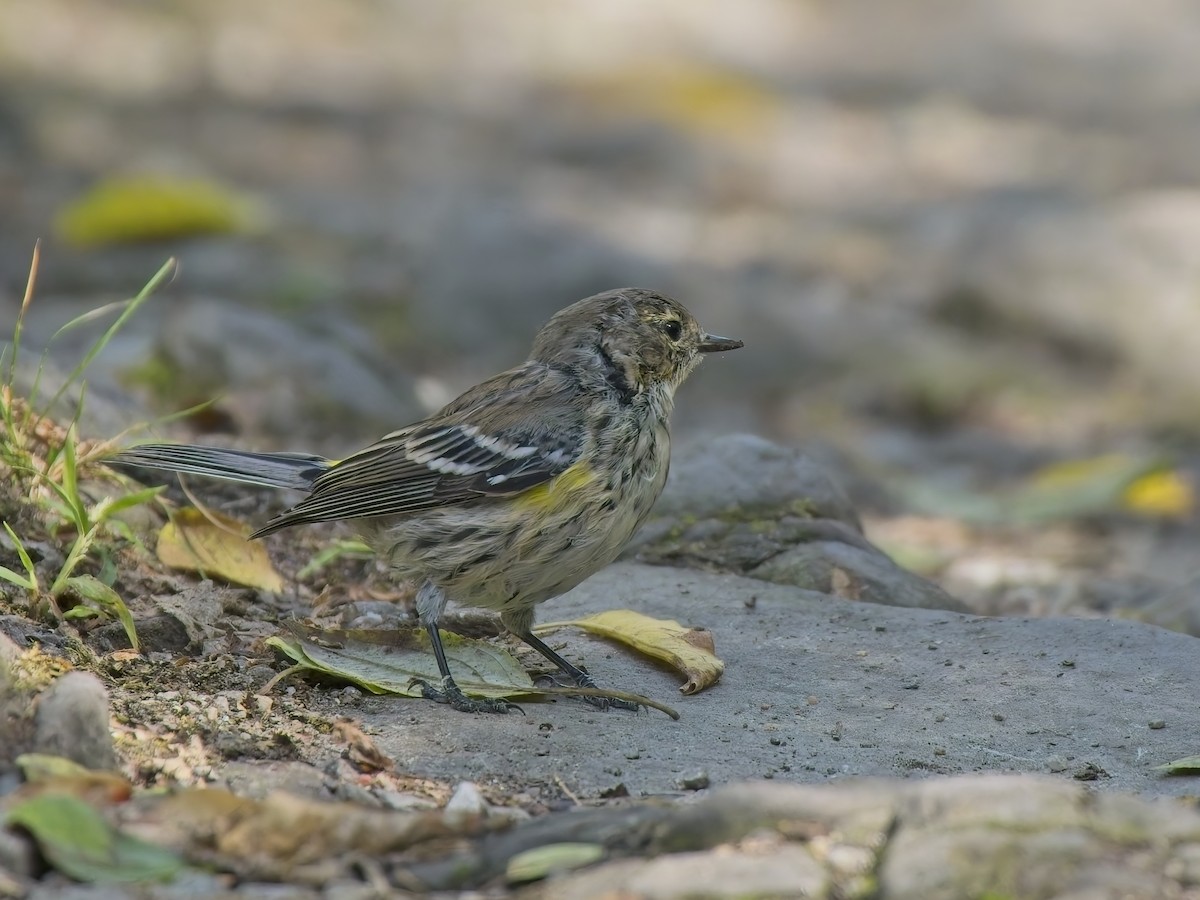 Yellow-rumped Warbler - ML644615441