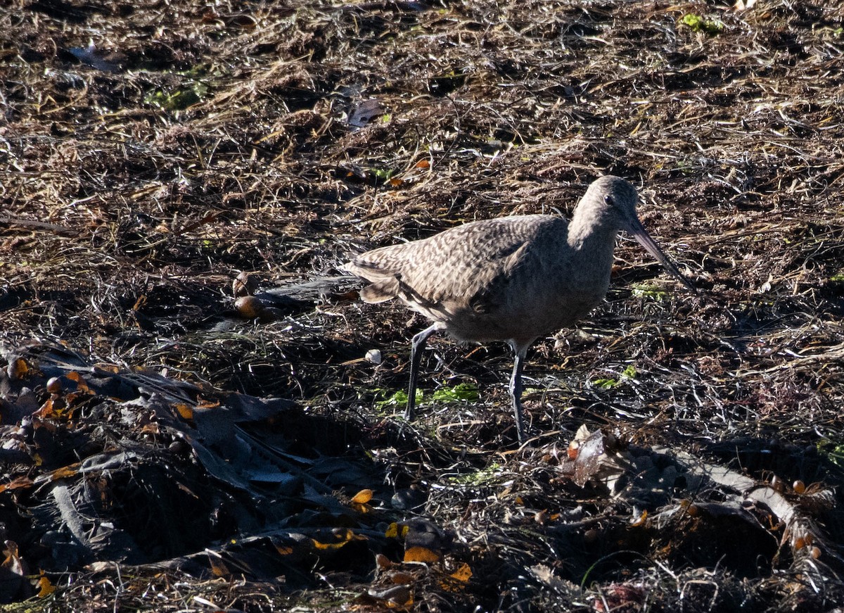 břehouš velký - ML644615442