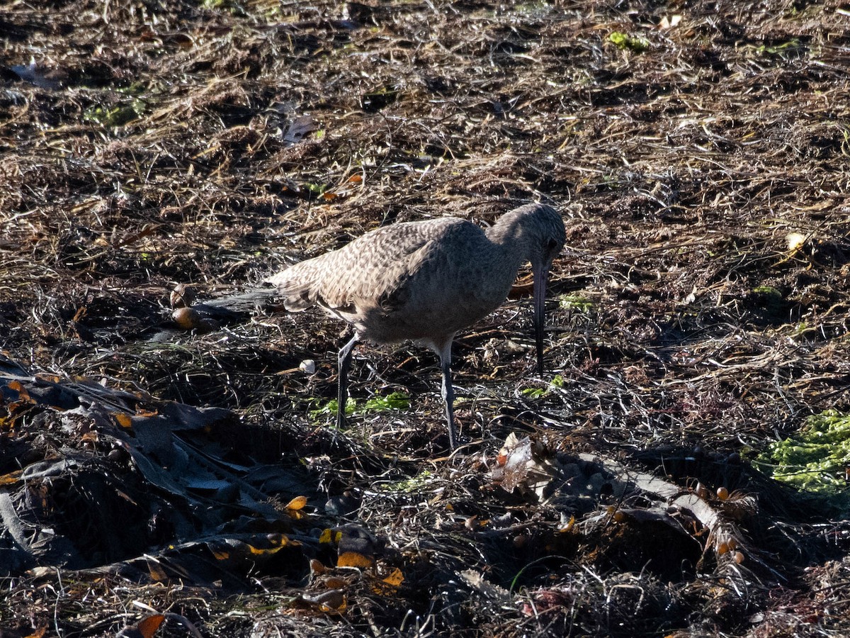 břehouš velký - ML644615443