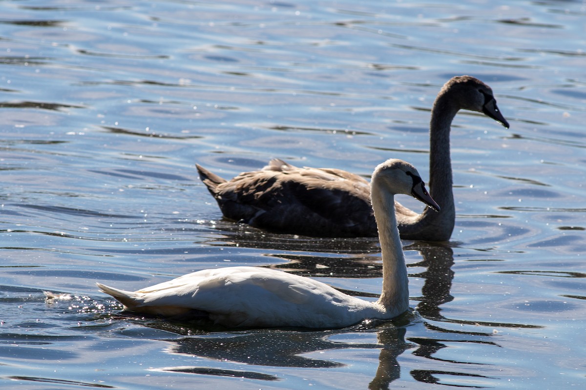 Cygne tuberculé - ML644615446