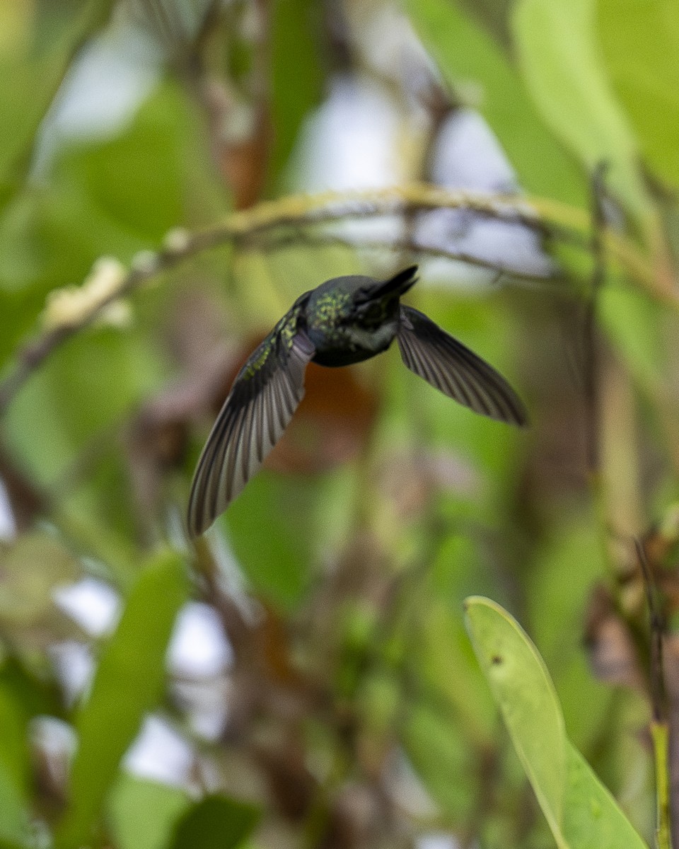 safirstrupekolibri - ML644615449