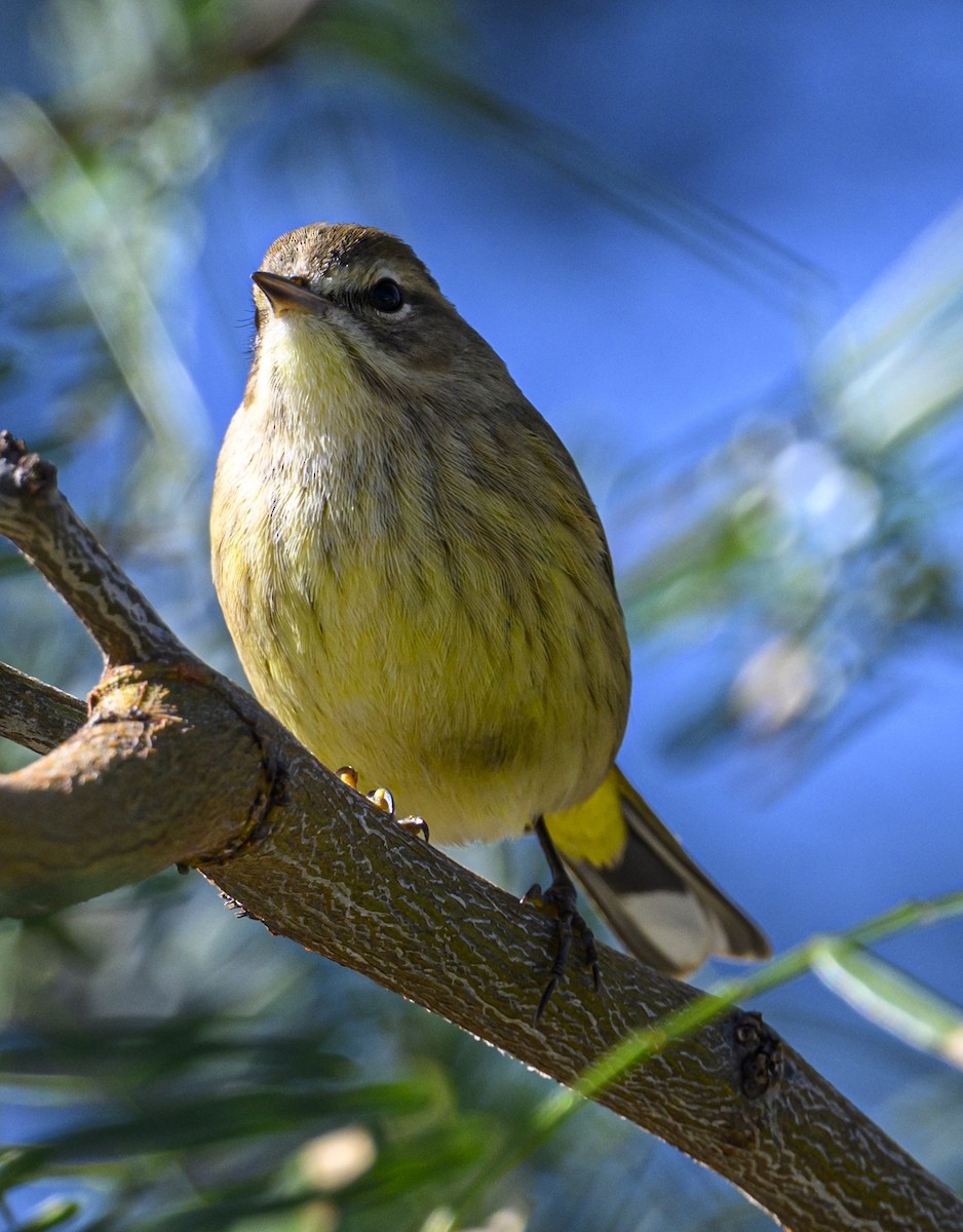 Palm Warbler - ML644615458