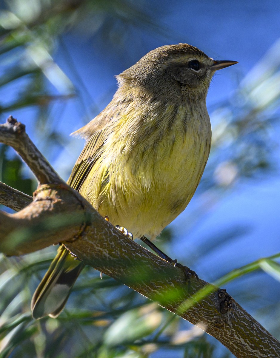 Palm Warbler - ML644615459