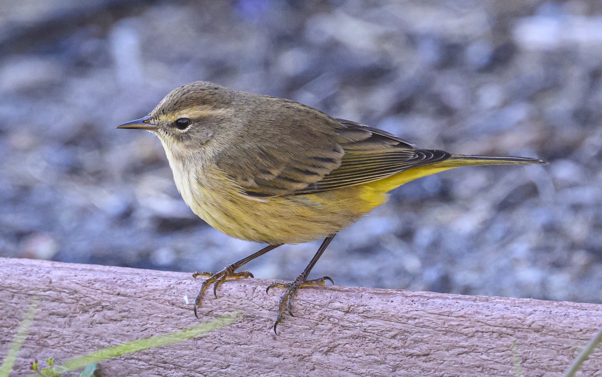 Palm Warbler - ML644615460