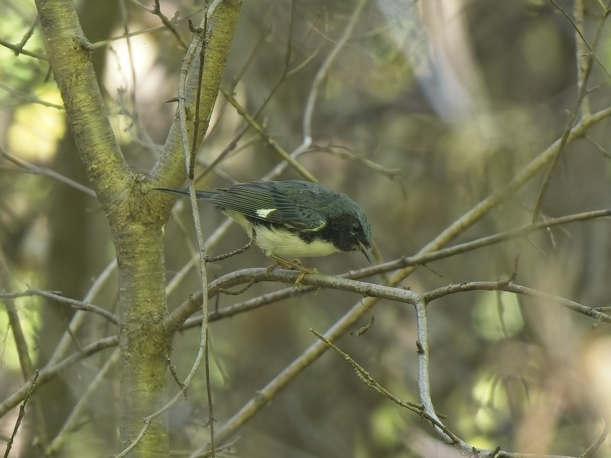 Black-throated Blue Warbler - ML644615463