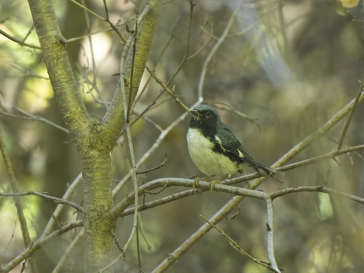 Black-throated Blue Warbler - ML644615464