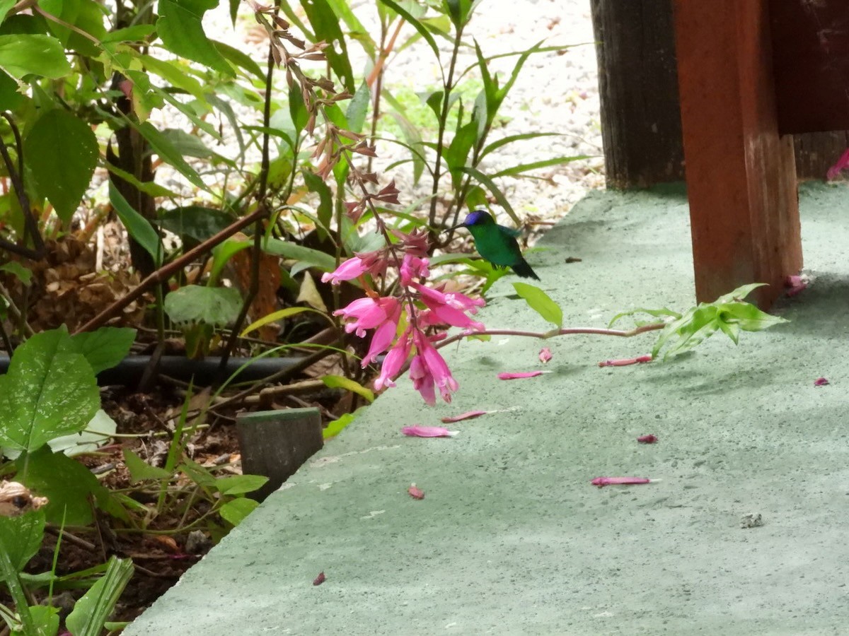 fiolettkronedryade - ML644615477