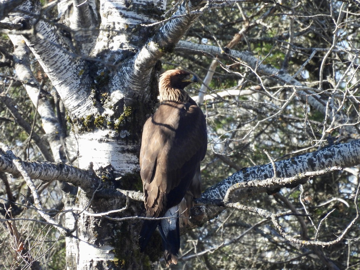 kongeørn - ML644615478