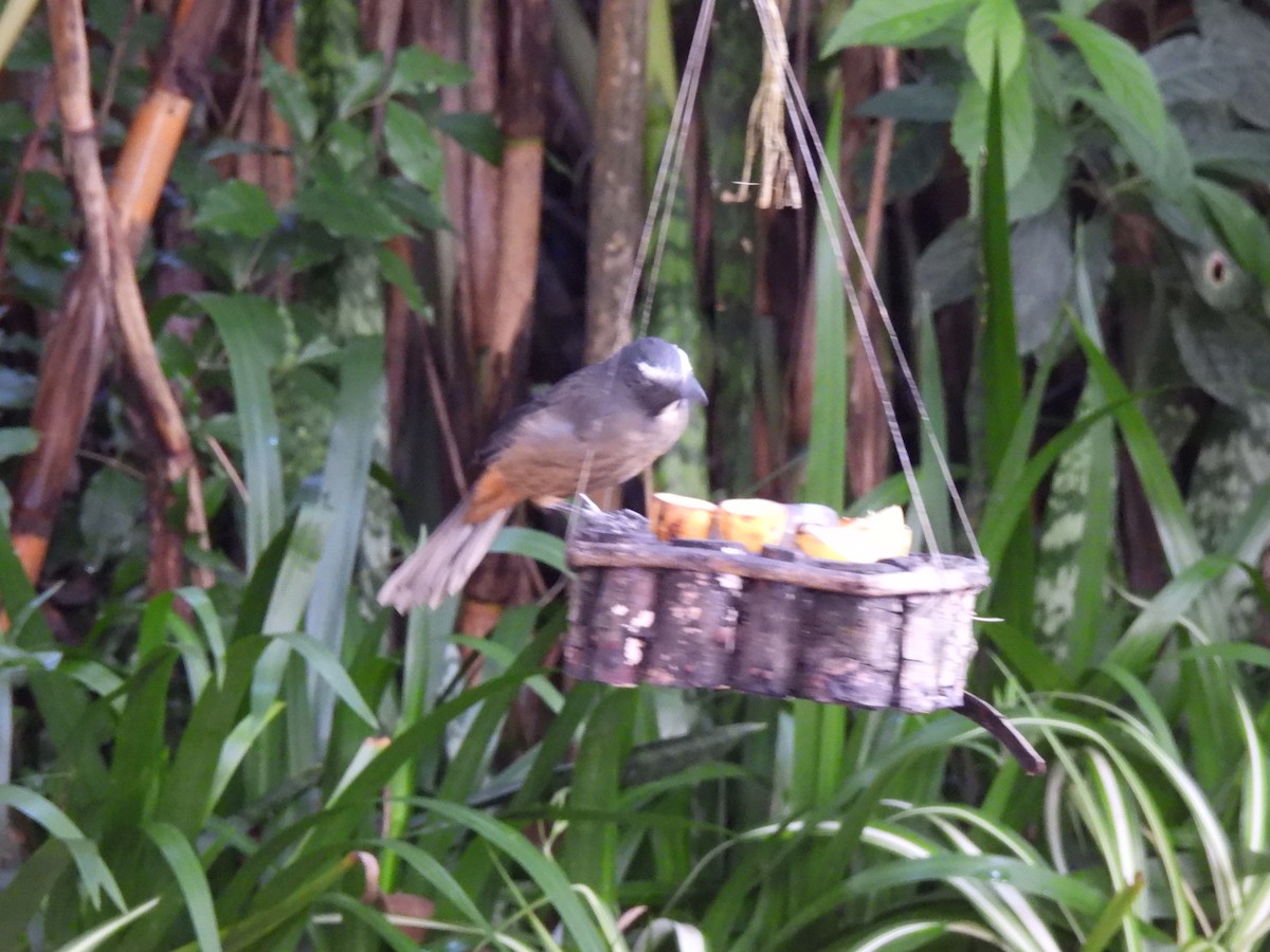 kanelbuksaltator - ML644615482