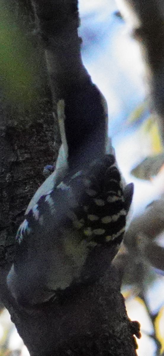 hårspett - ML644615484