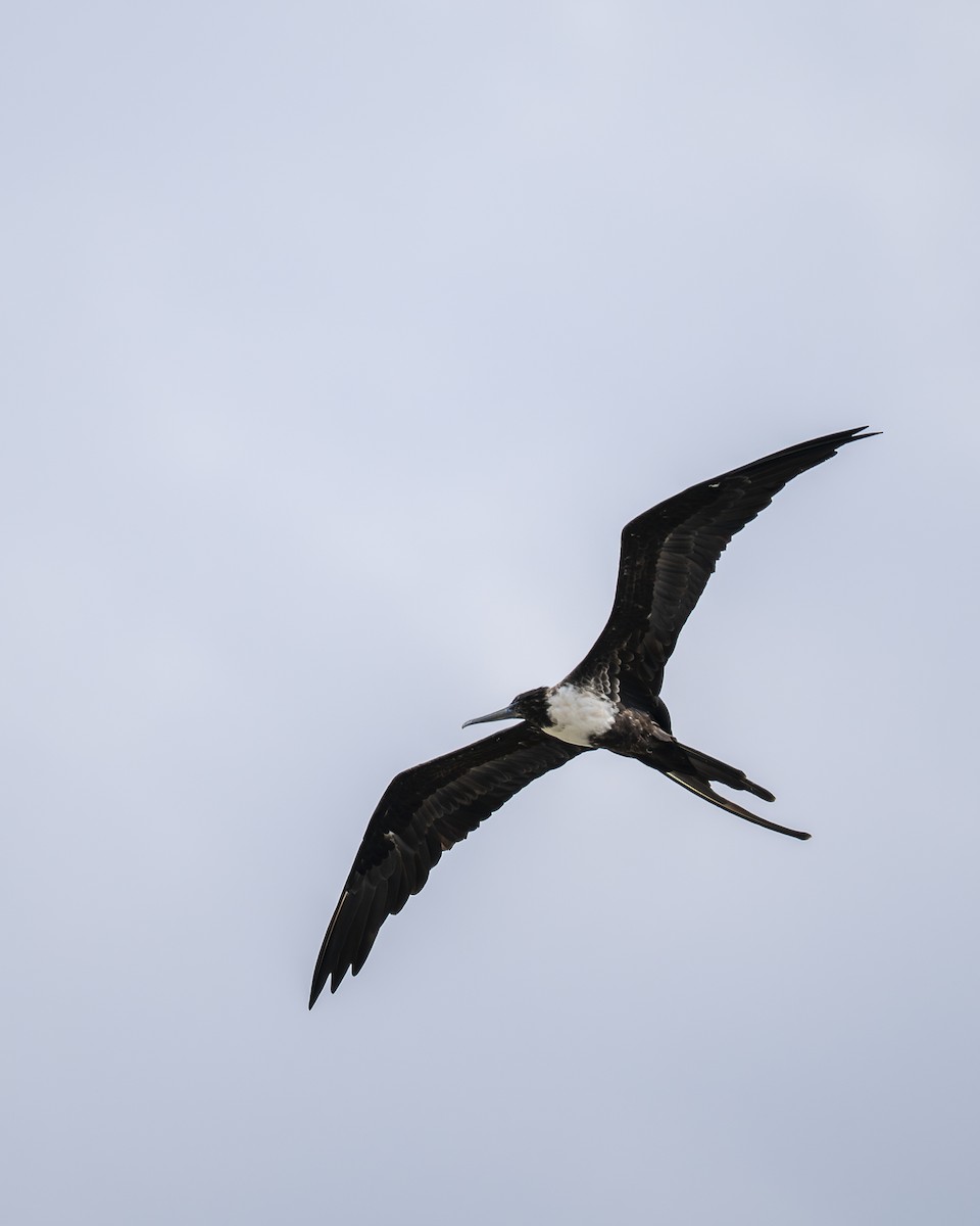 praktfregattfugl - ML644615490