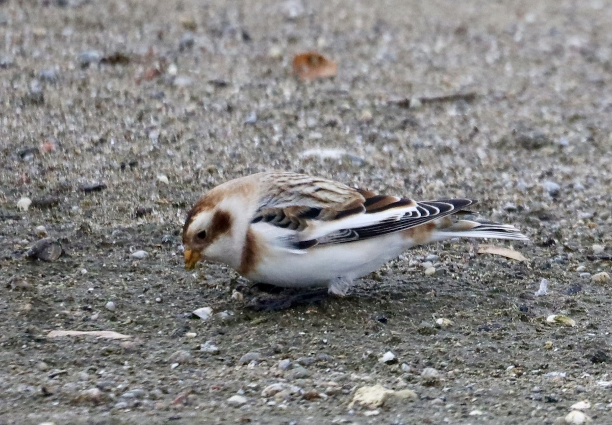 snøspurv - ML644615496