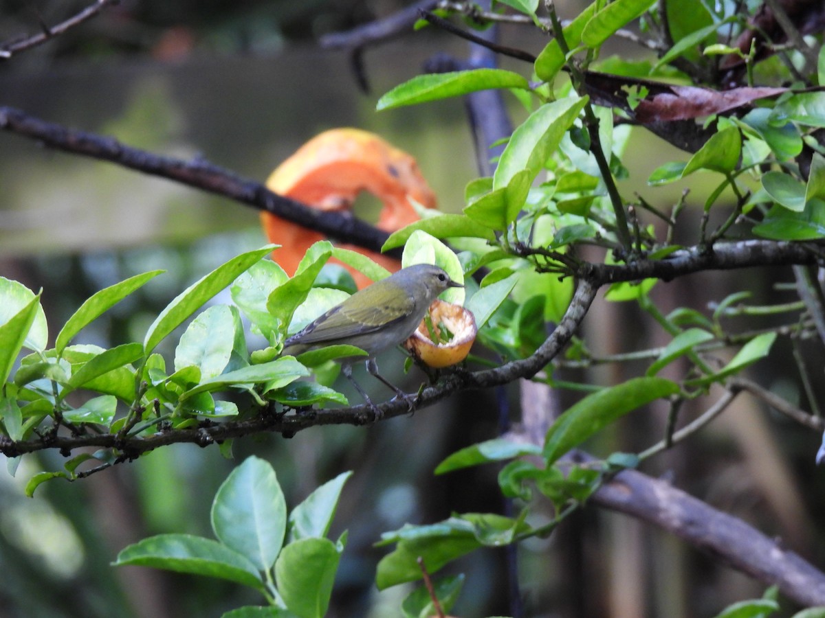 マミジロアメリカムシクイ - ML644615500